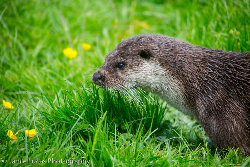 Eurasian otter