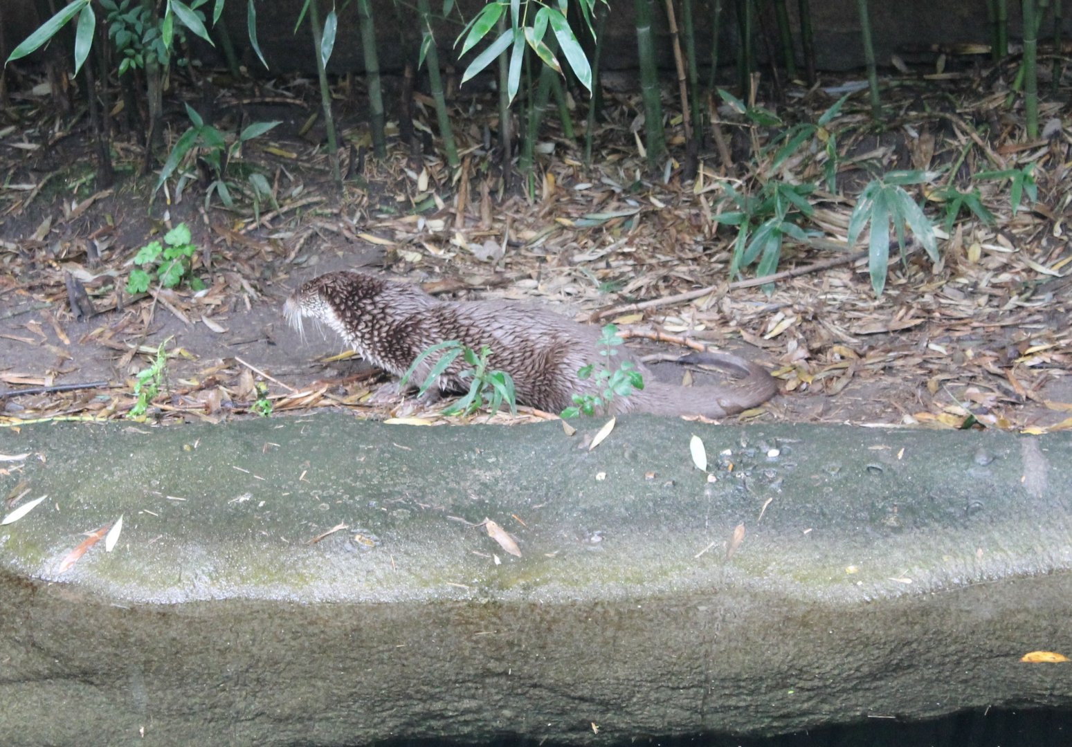 Eurasian otter