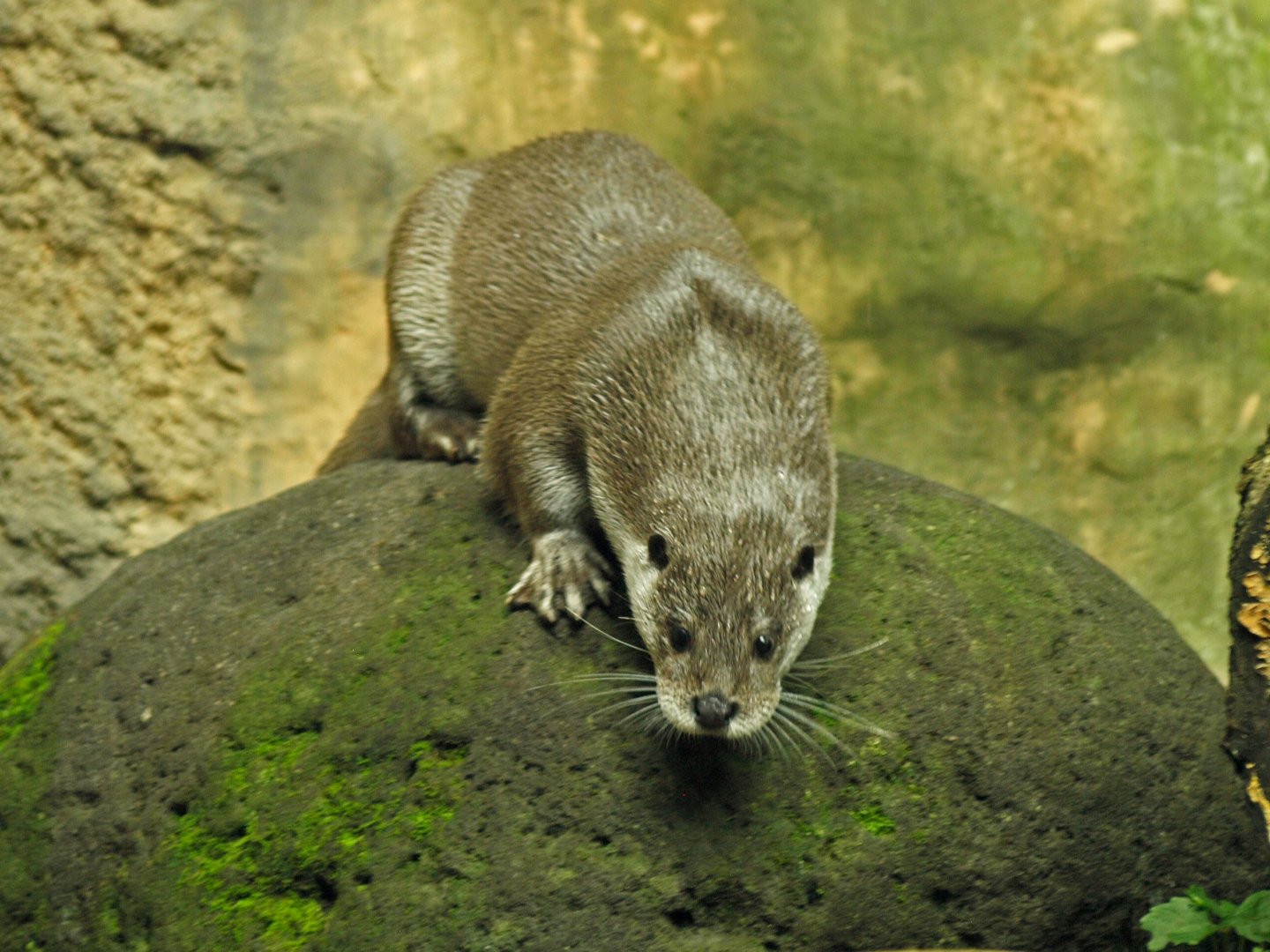 Eurasian otter