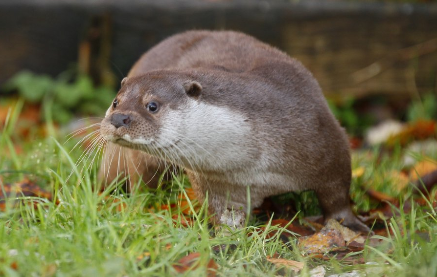 Eurasian otter
