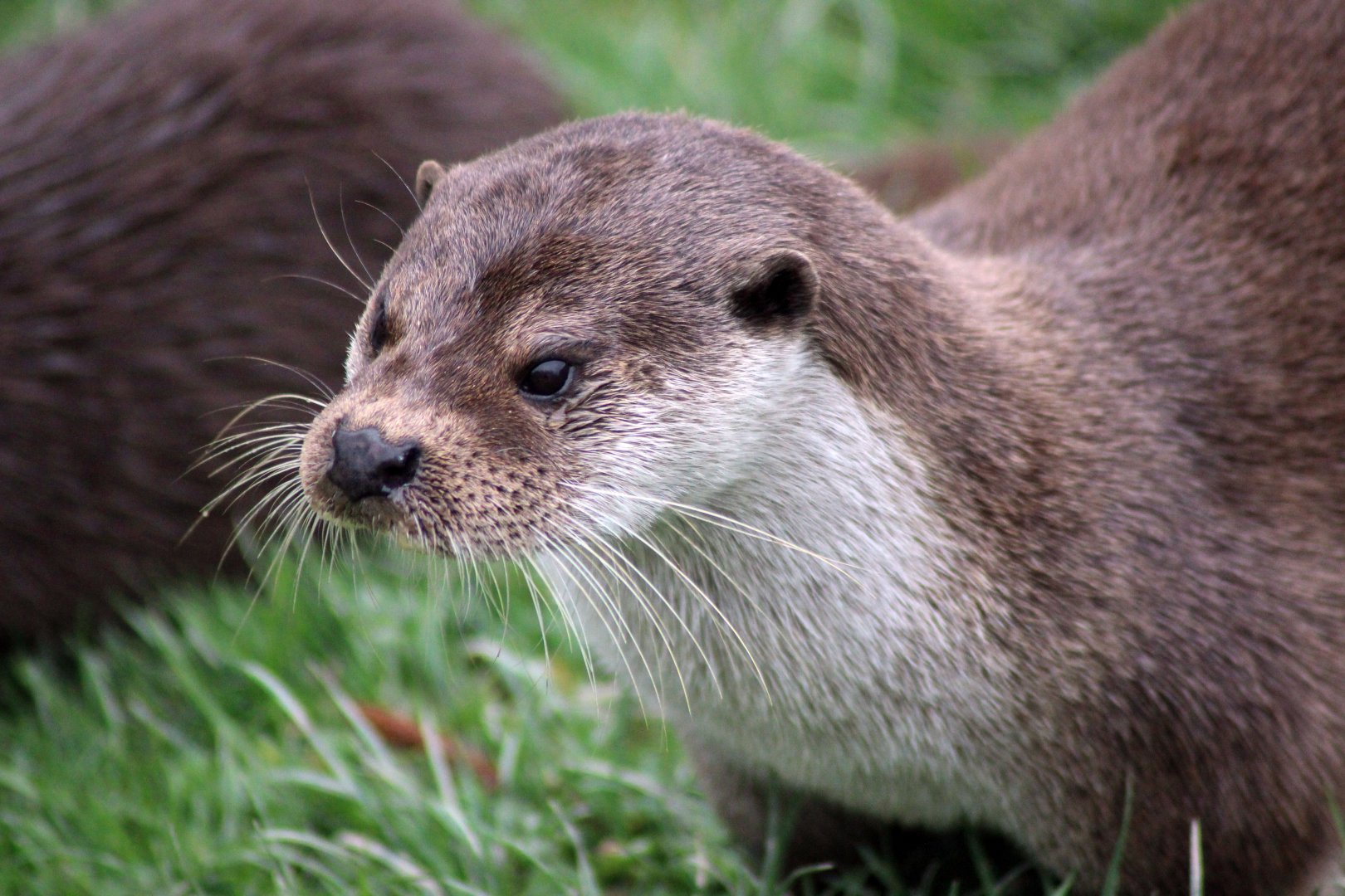 Eurasian Otter