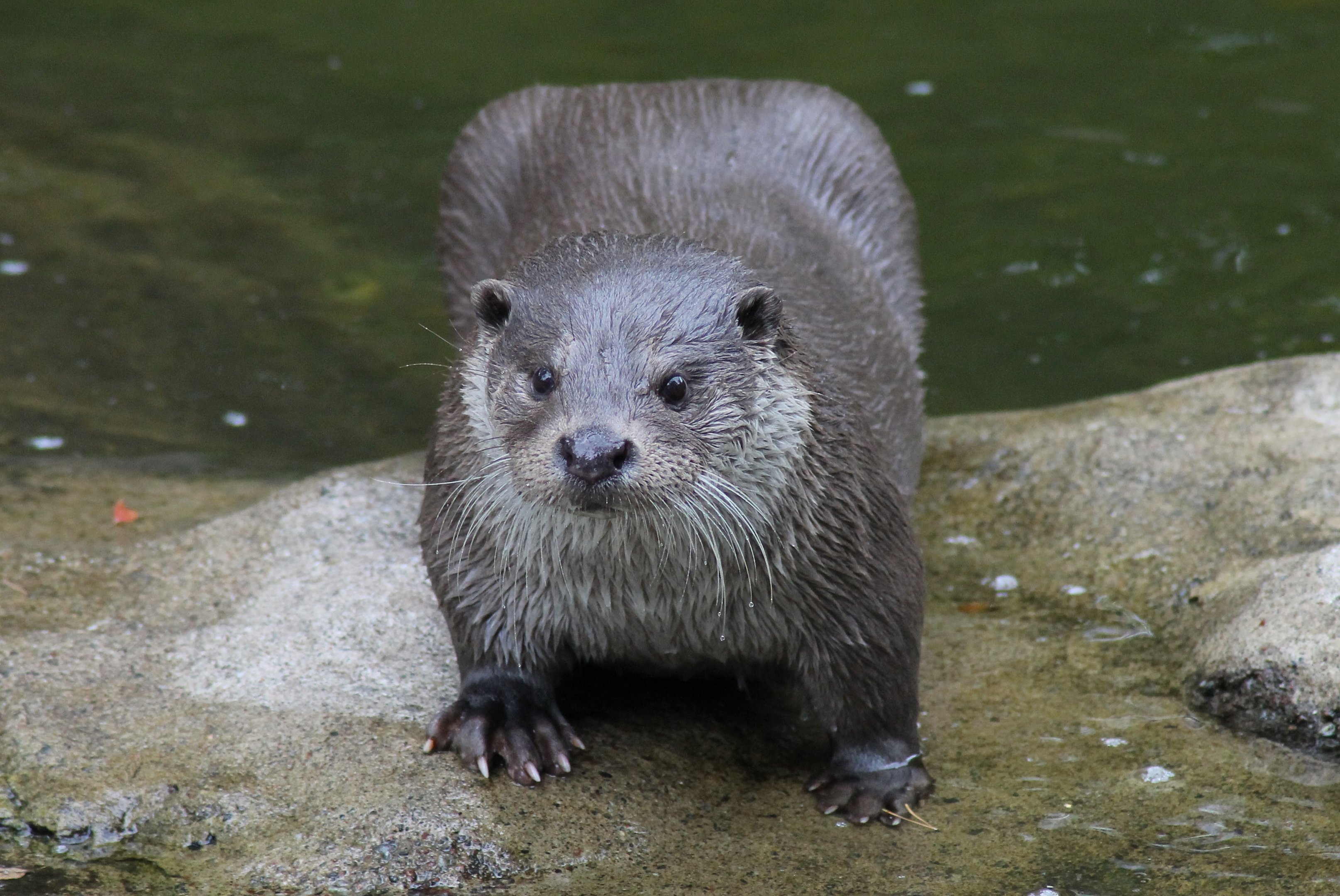 Eurasian otter