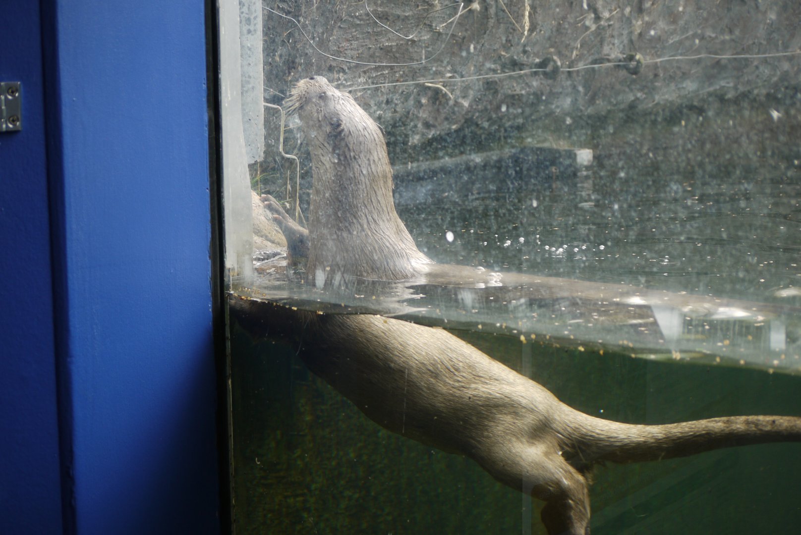 Eurasian Otter