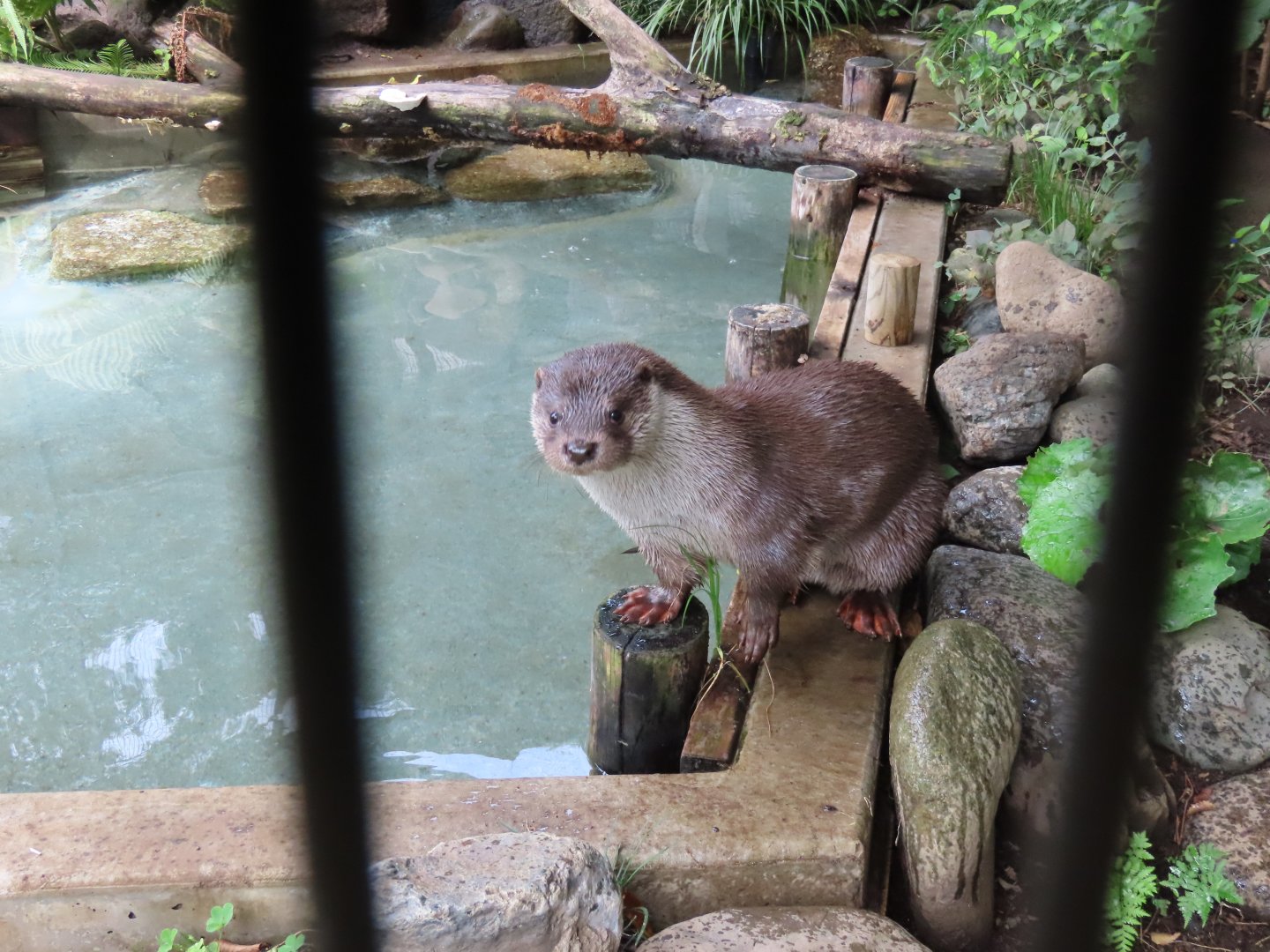 Eurasian otter