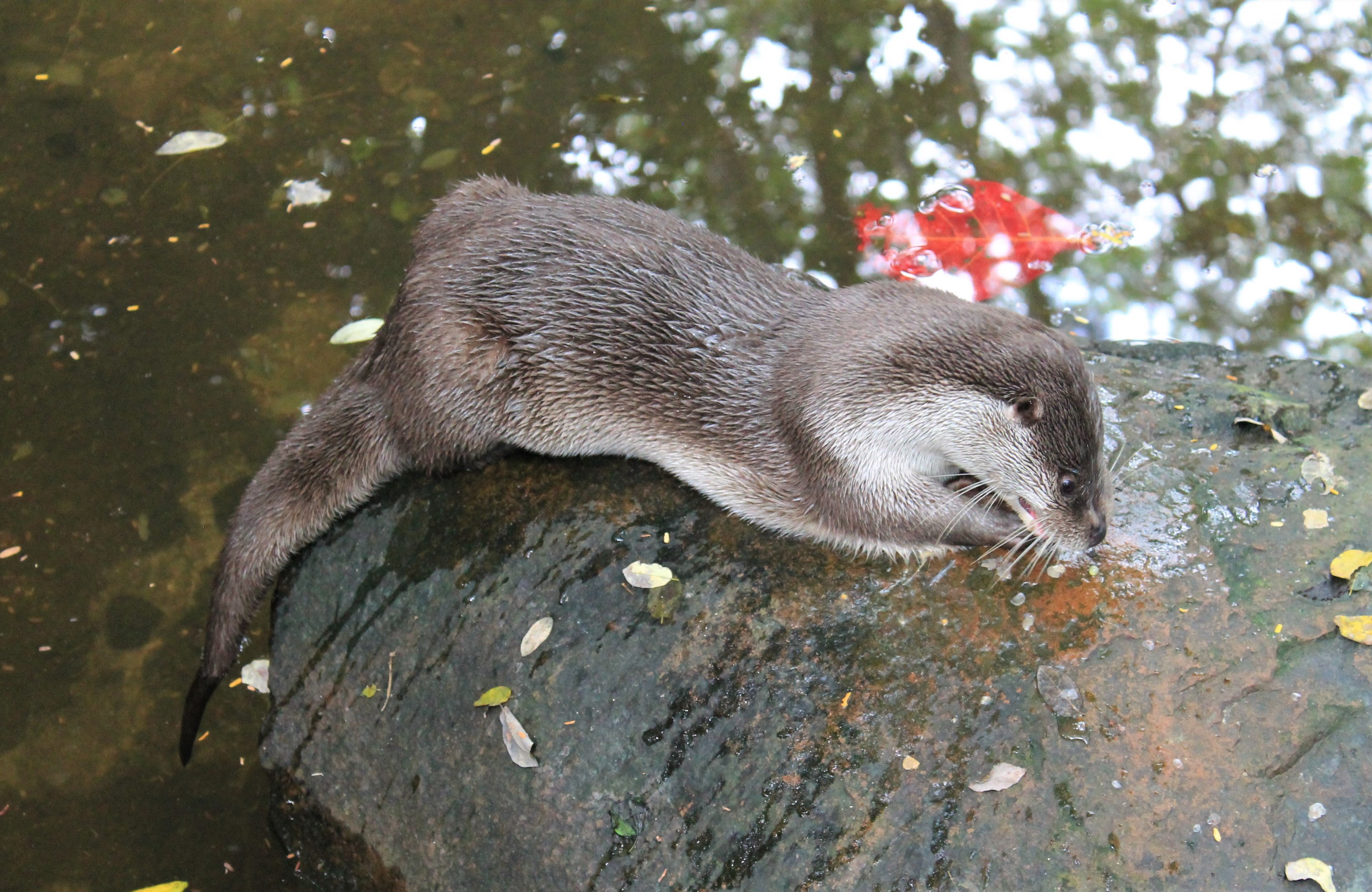 Eurasian Otter