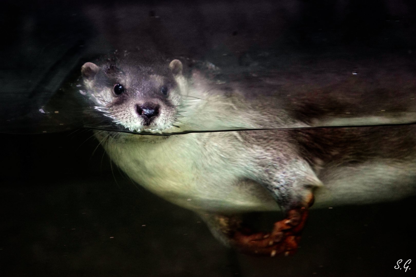 Eurasian otter