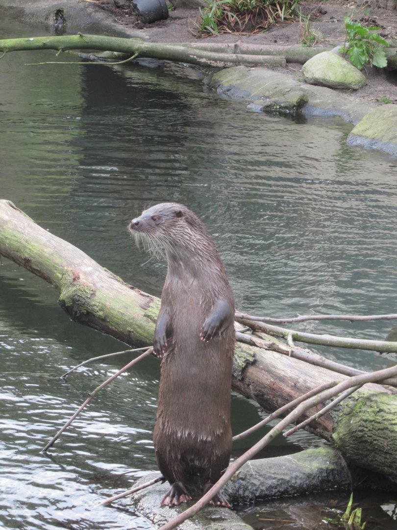 Eurasian Otter