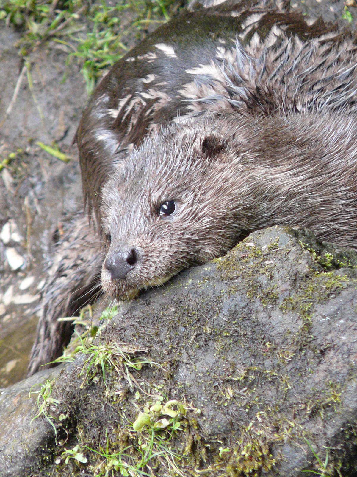 Eurasian Otter