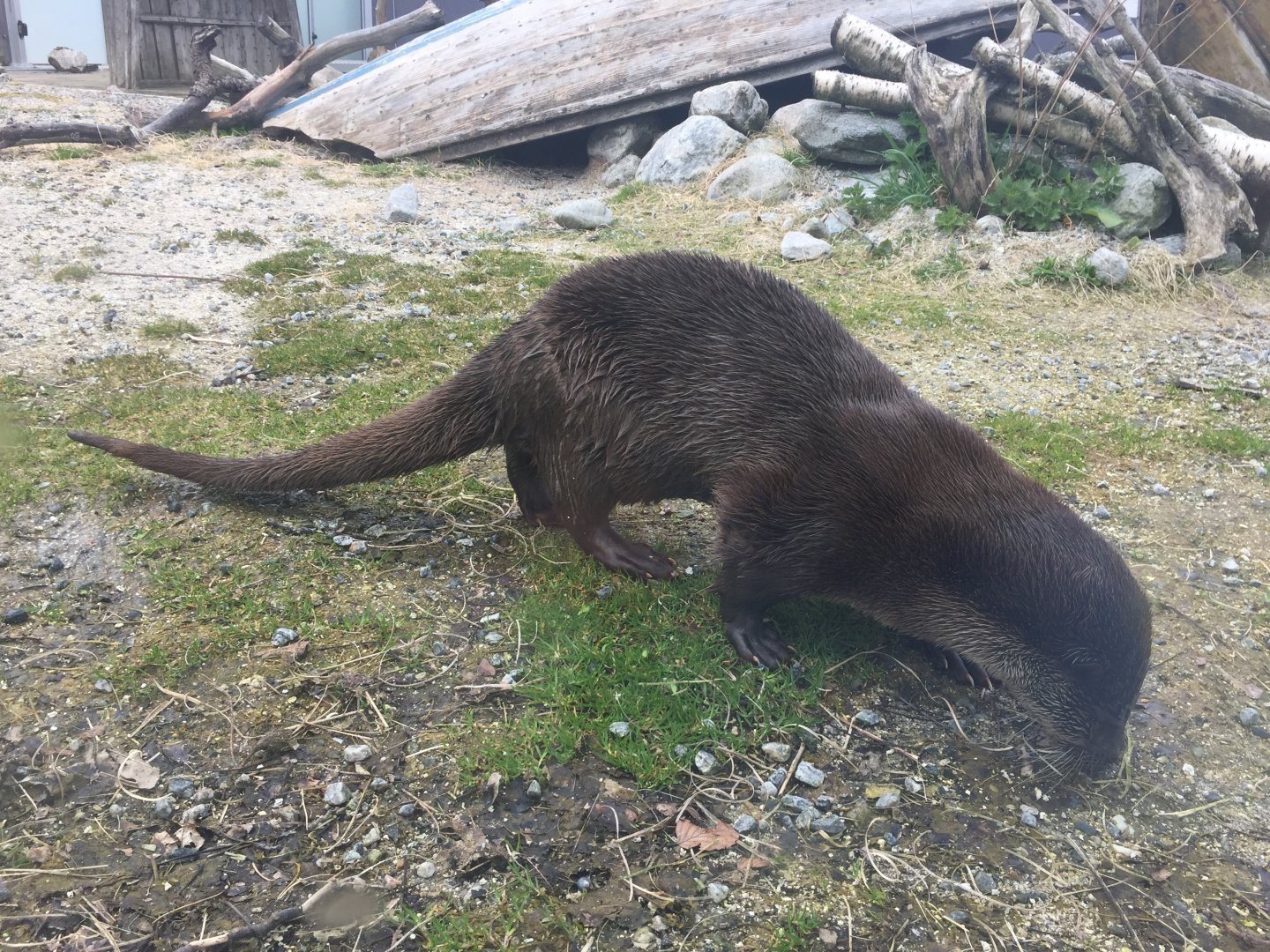 Eurasian Otter