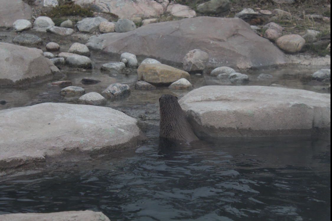 Eurasian otter