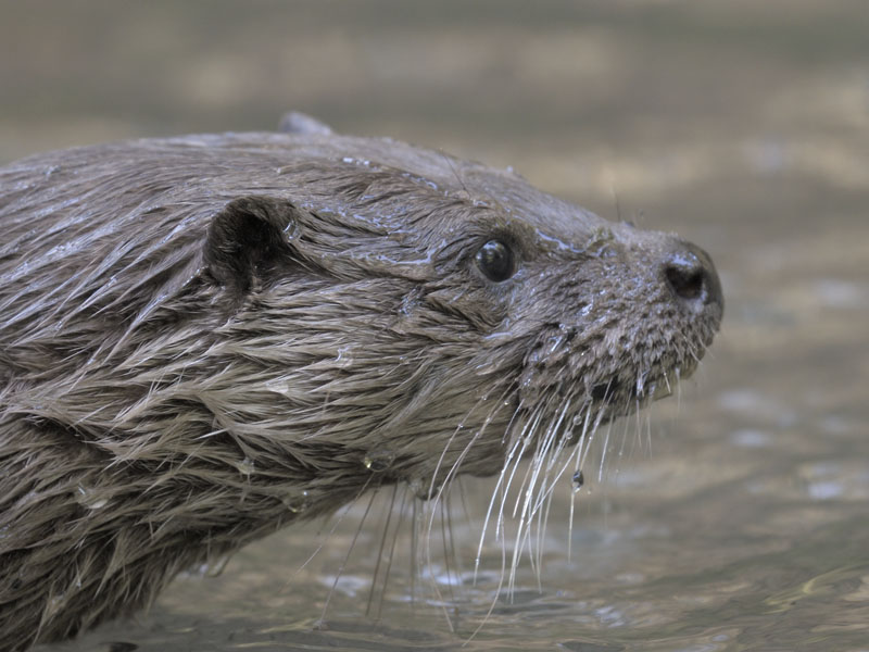 Eurasian otter