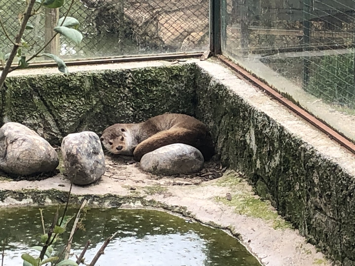 Eurasian otter