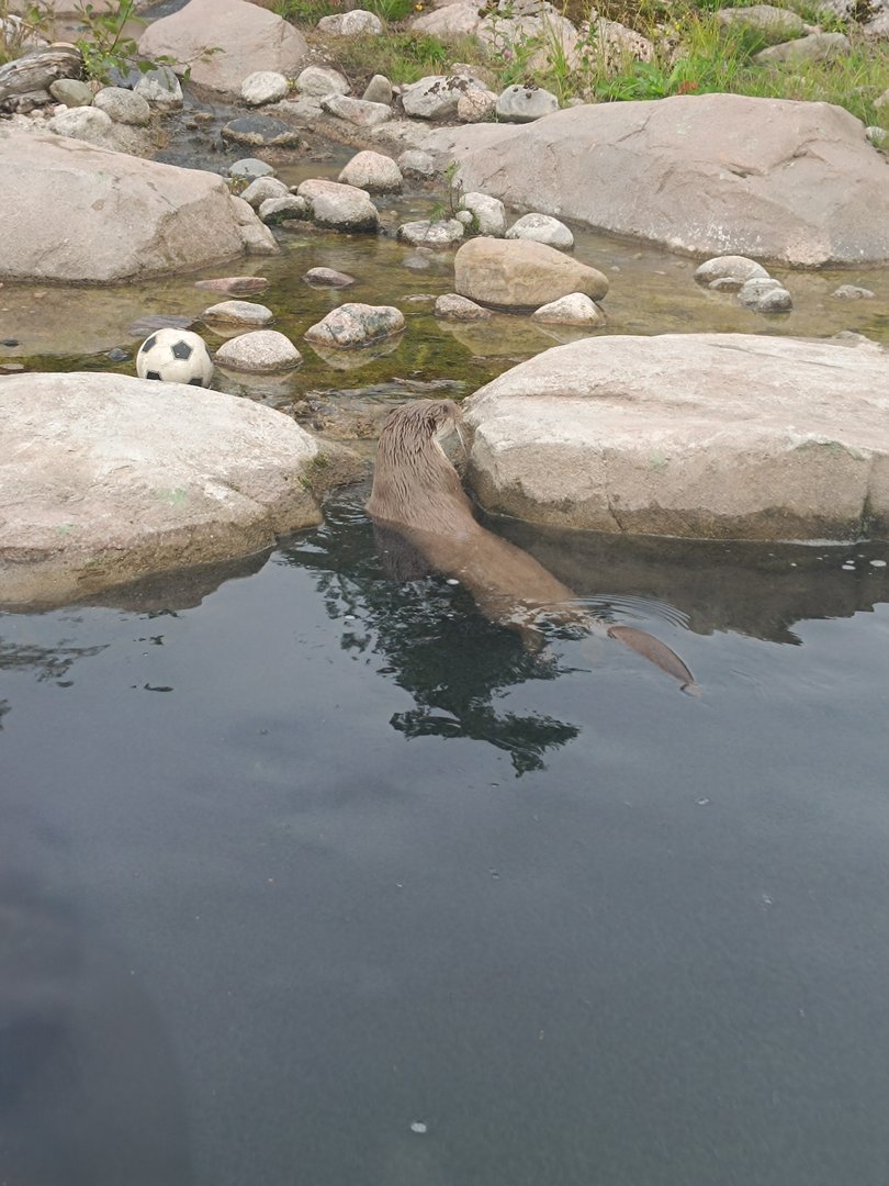 Eurasian otter