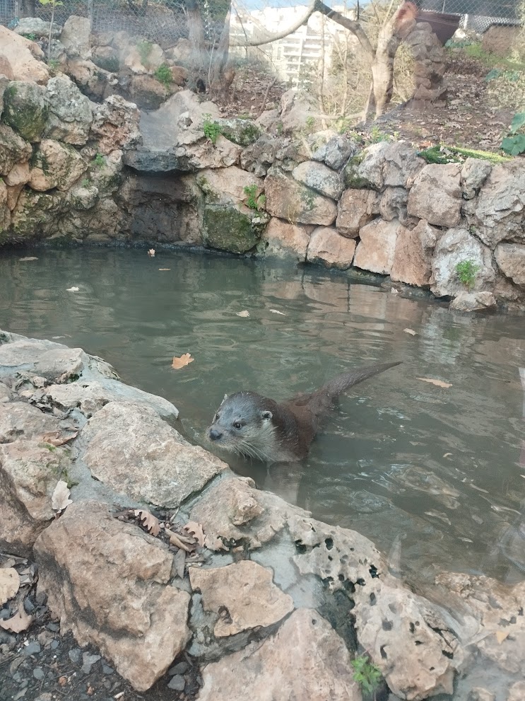 Eurasian Otter