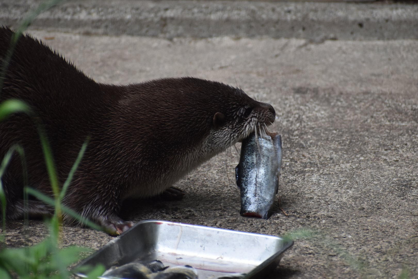Eurasian Otter