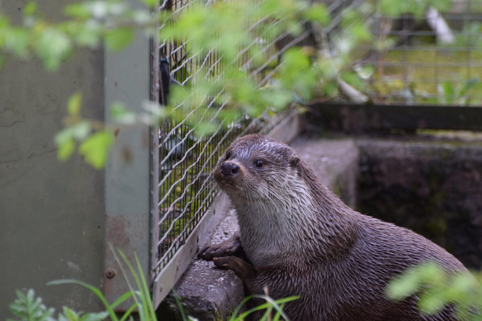 Eurasian otter
