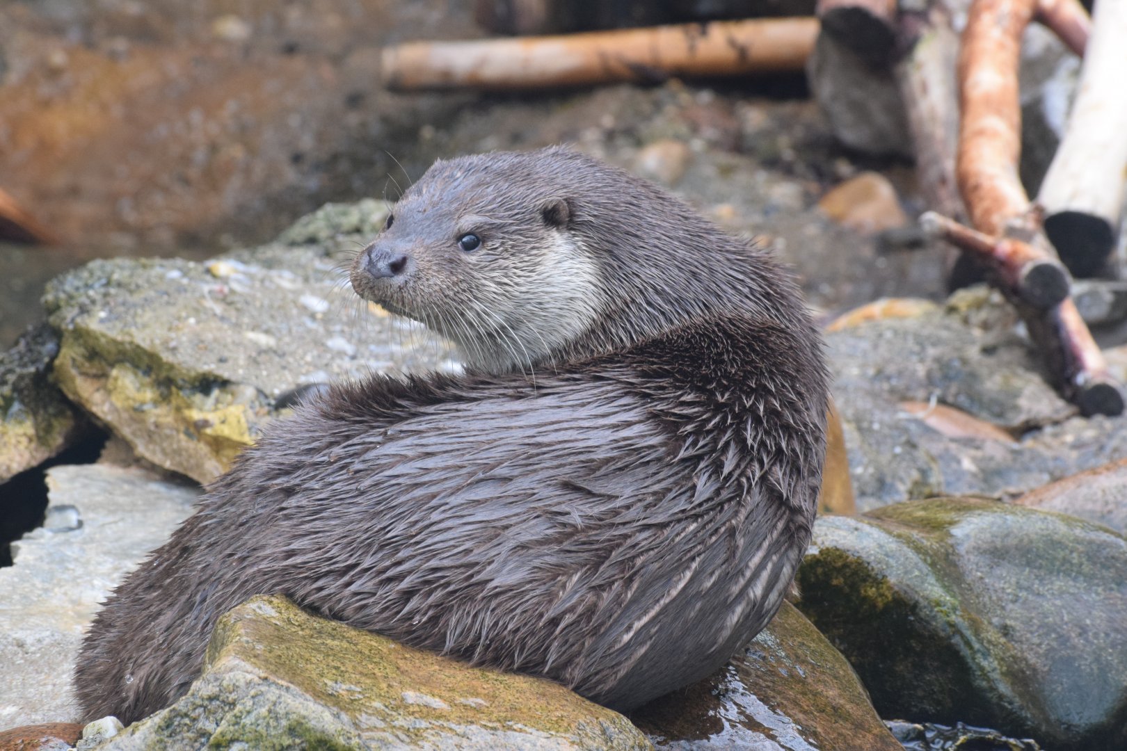 Eurasian otter