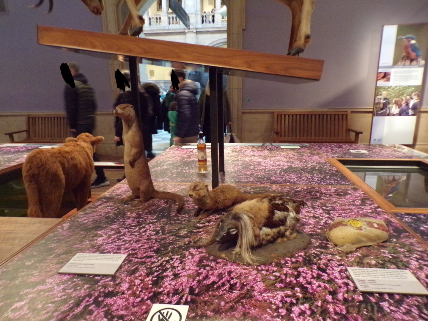 Eurasian otters and a Haggis (taken at Kelvingrove museum) 12.2.24