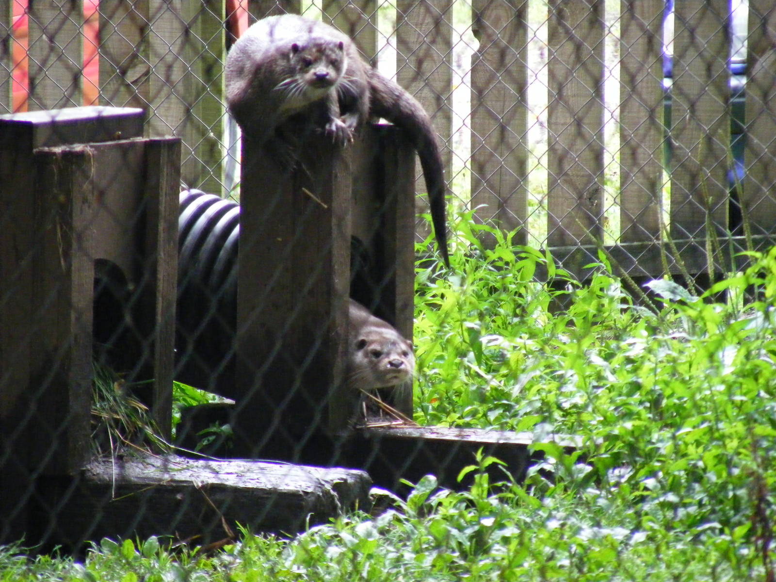 Eurasian otters at New Forest Wildlife Park, 21 August 2010