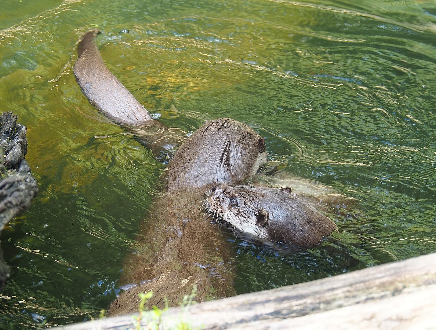 Eurasian otters (Lutra lutra lutra), 2022-08-20