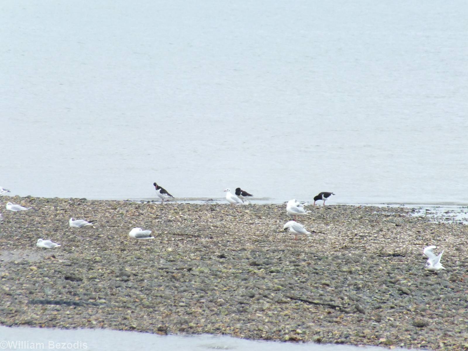 Eurasian Oysercatchers and Black-headed Gull