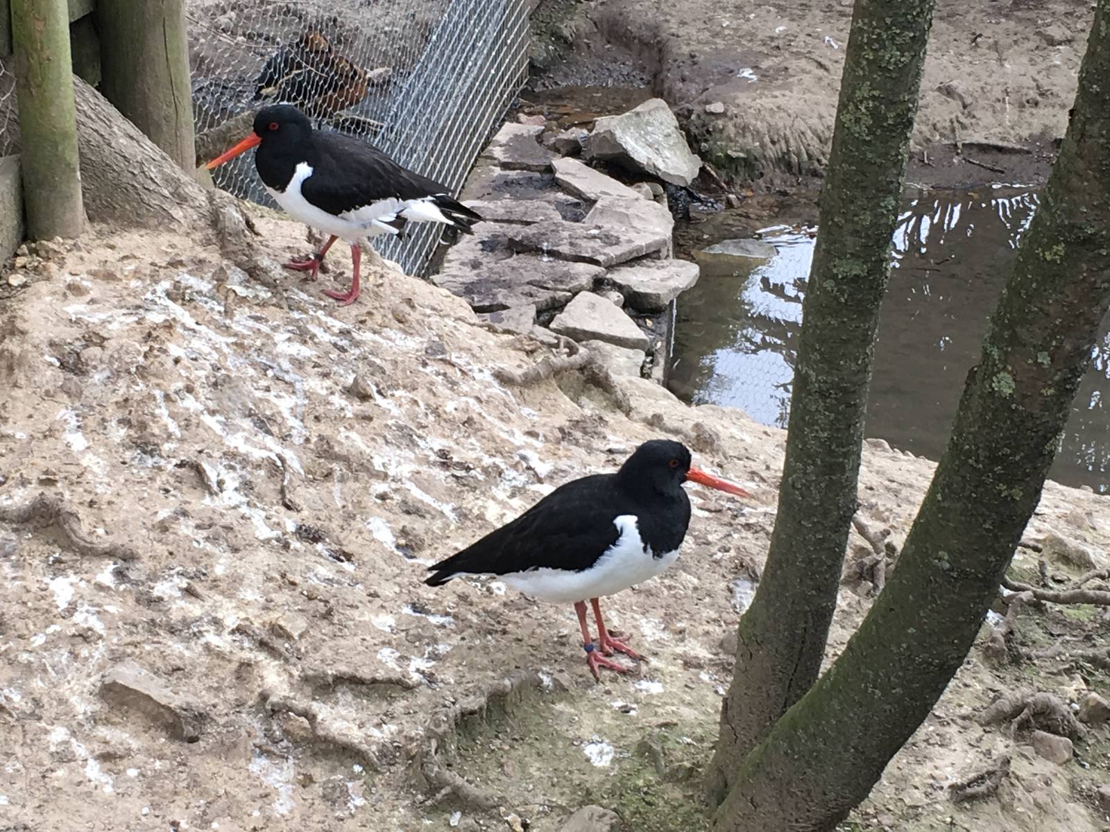 Eurasian Oystercatcher 010516