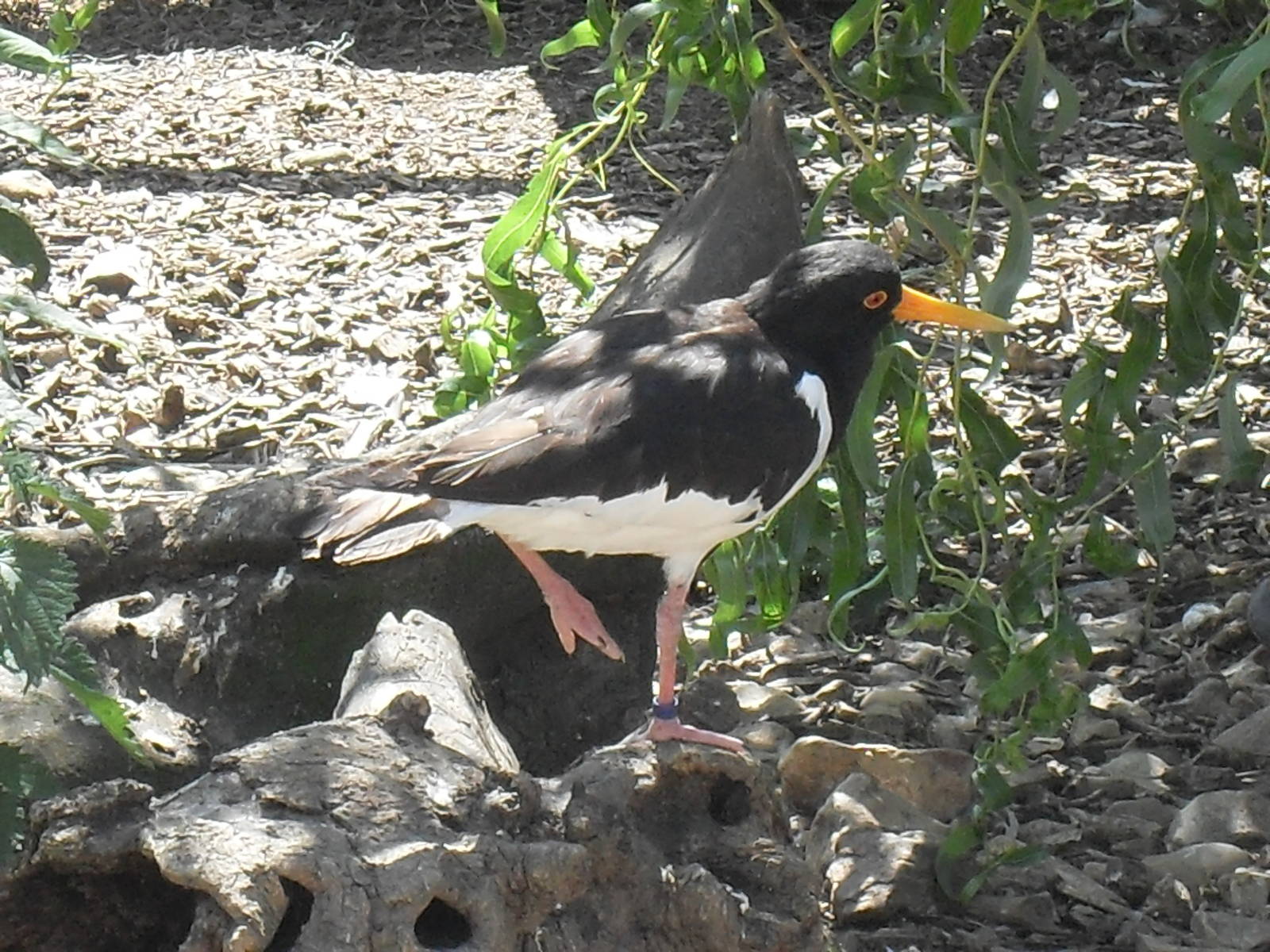eurasian oystercatcher 07/10