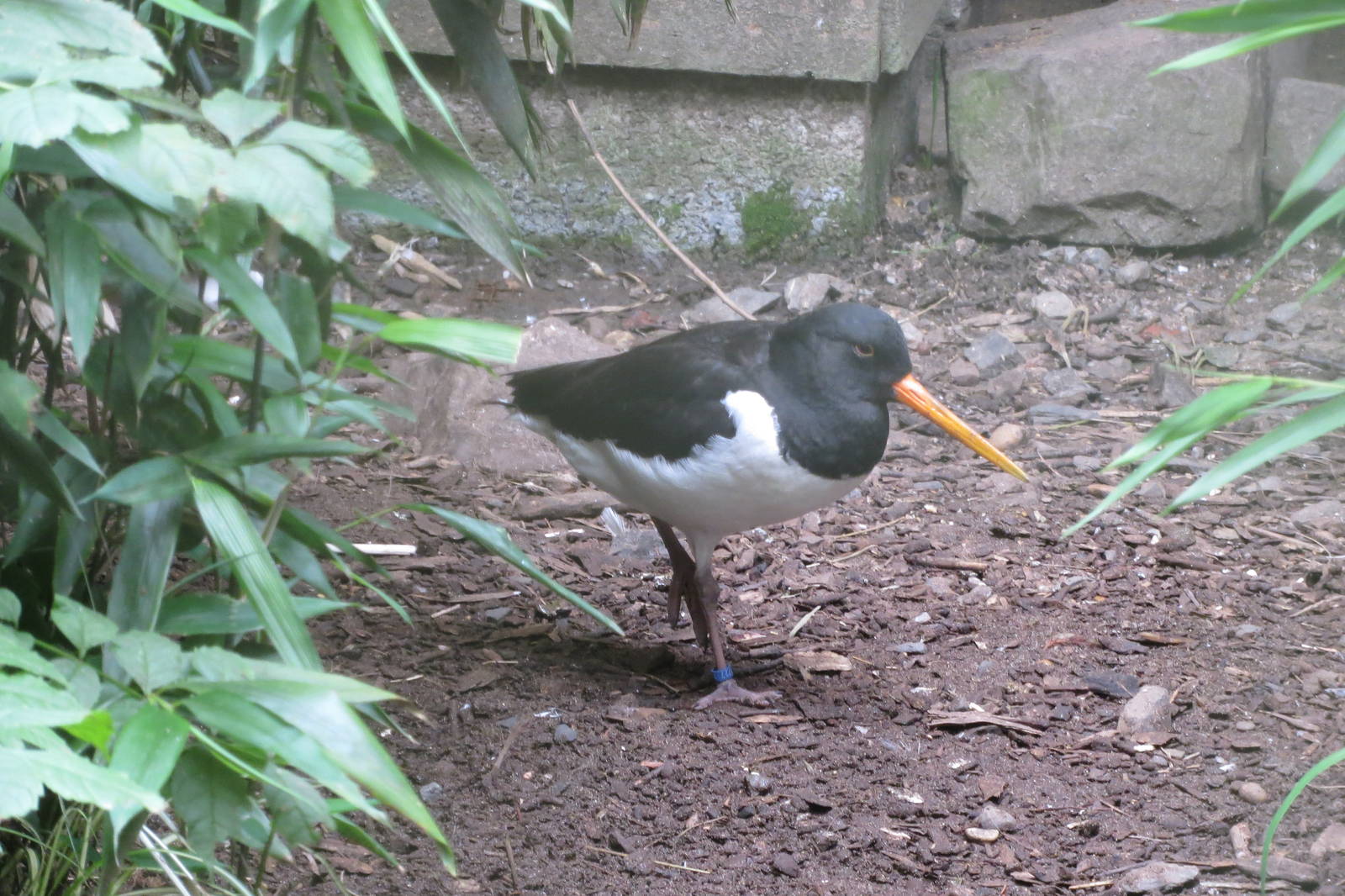 Eurasian Oystercatcher 090815