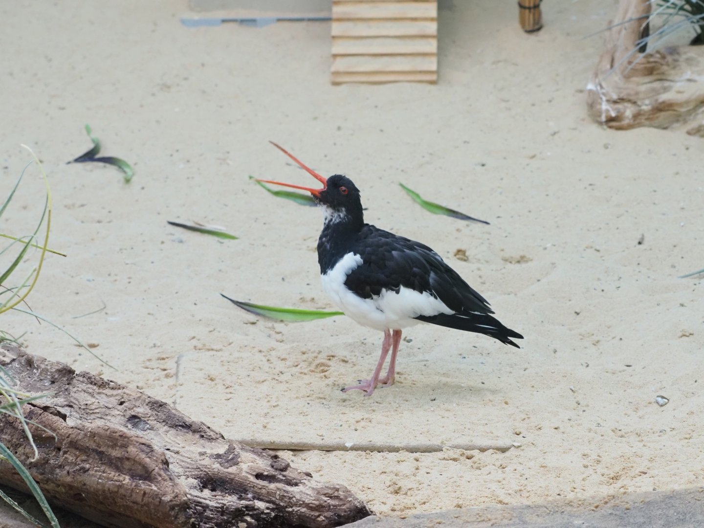 Eurasian Oystercatcher 1