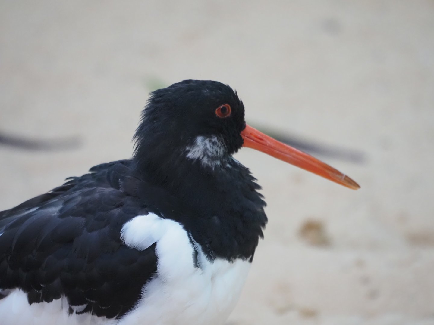 Eurasian Oystercatcher 2