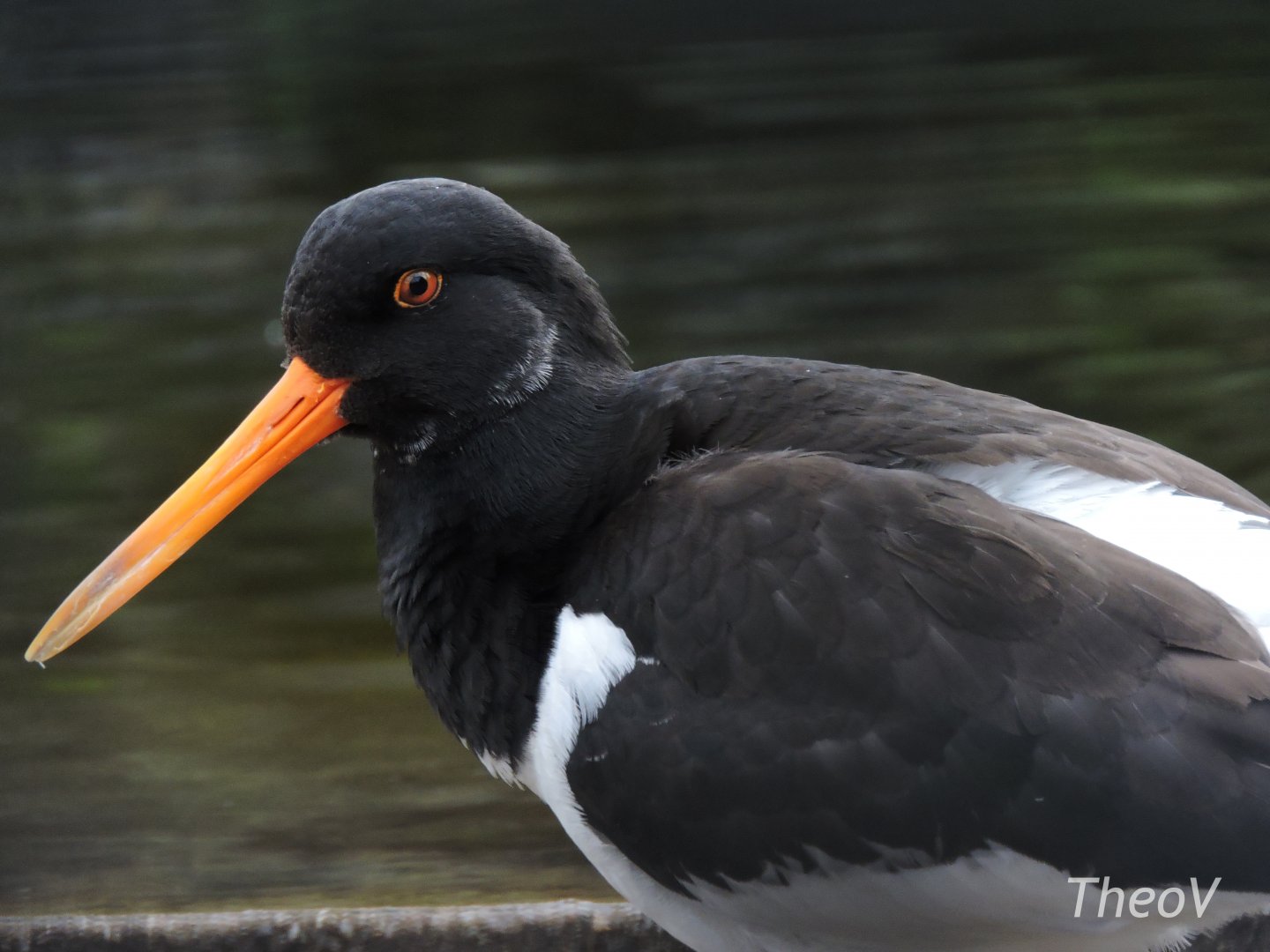 Eurasian oystercatcher [2017]