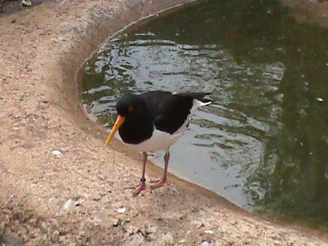 Eurasian oystercatcher 300411
