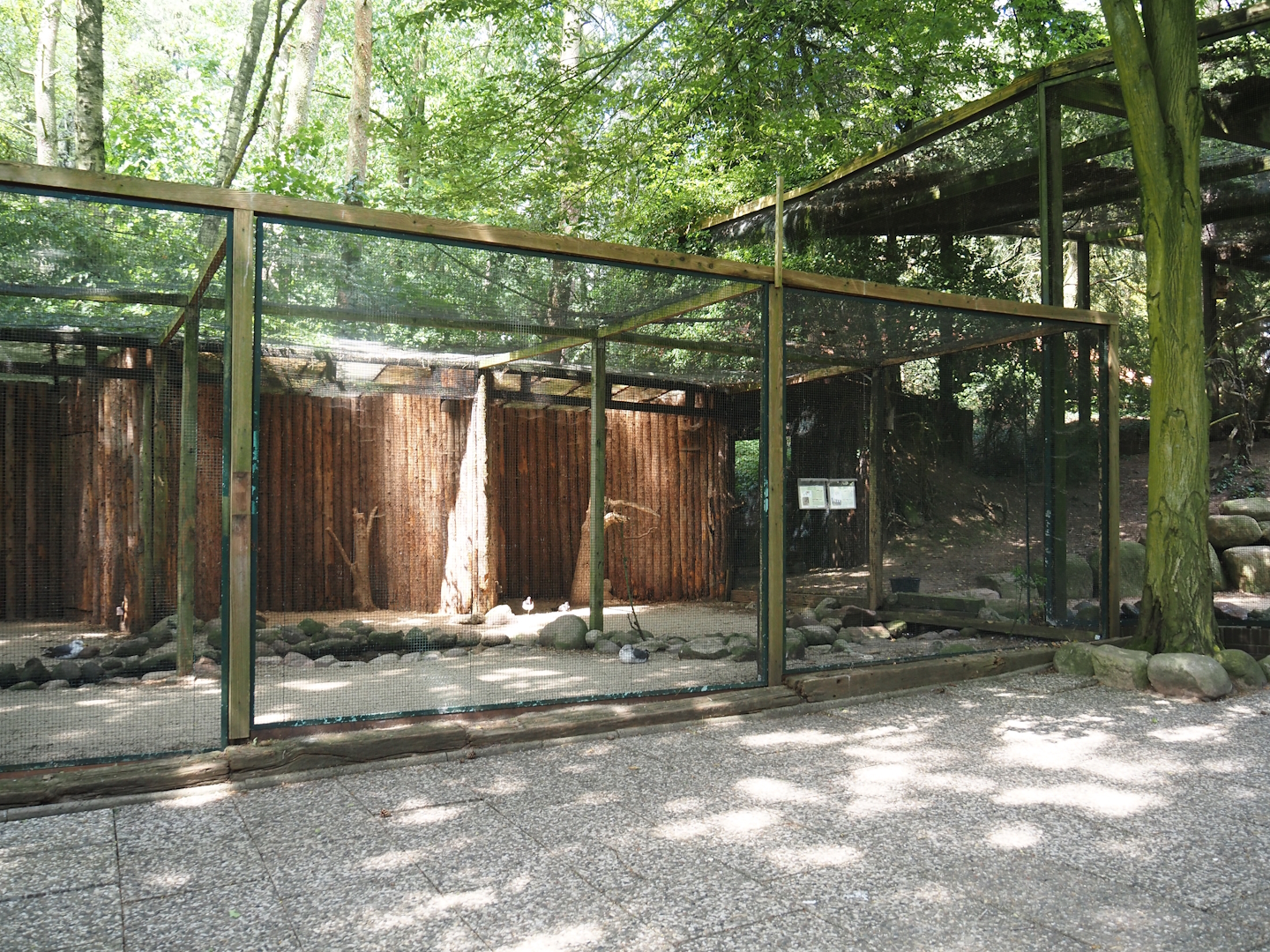 Eurasian oystercatcher and Lesser black-backed gull aviary, 2024-05-21