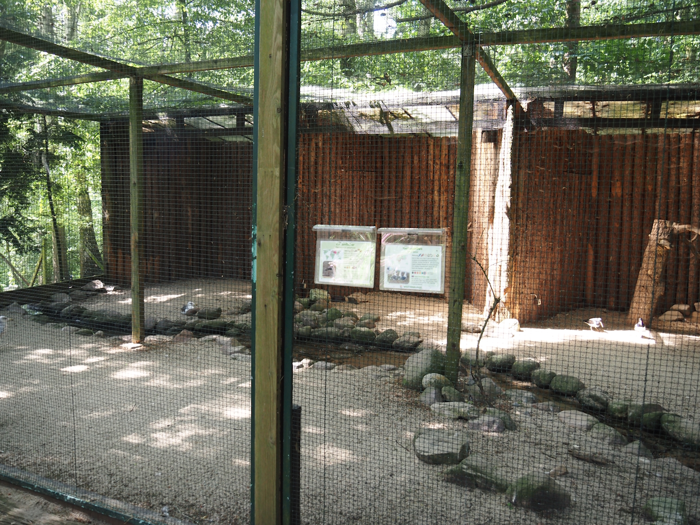 Eurasian oystercatcher and Lesser black-backed gull aviary, 2024-05-21