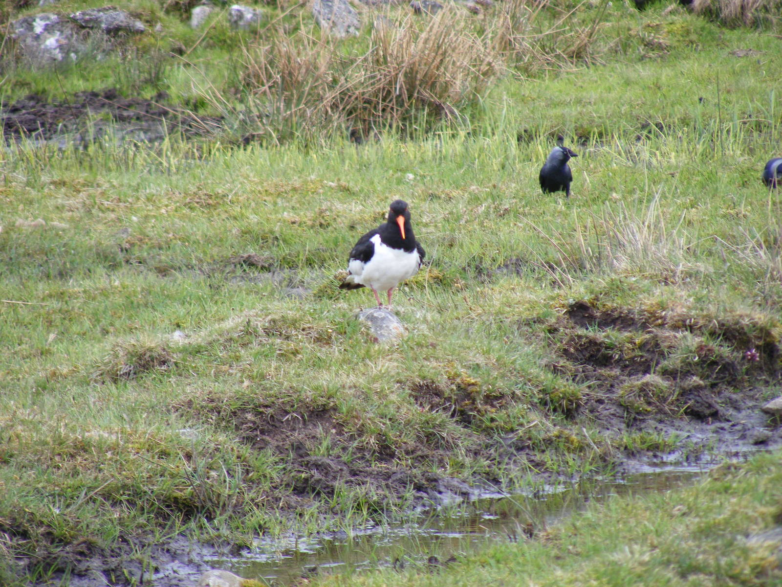 Eurasian oystercatcher at Highland Wildlife Park, 17 May 2010