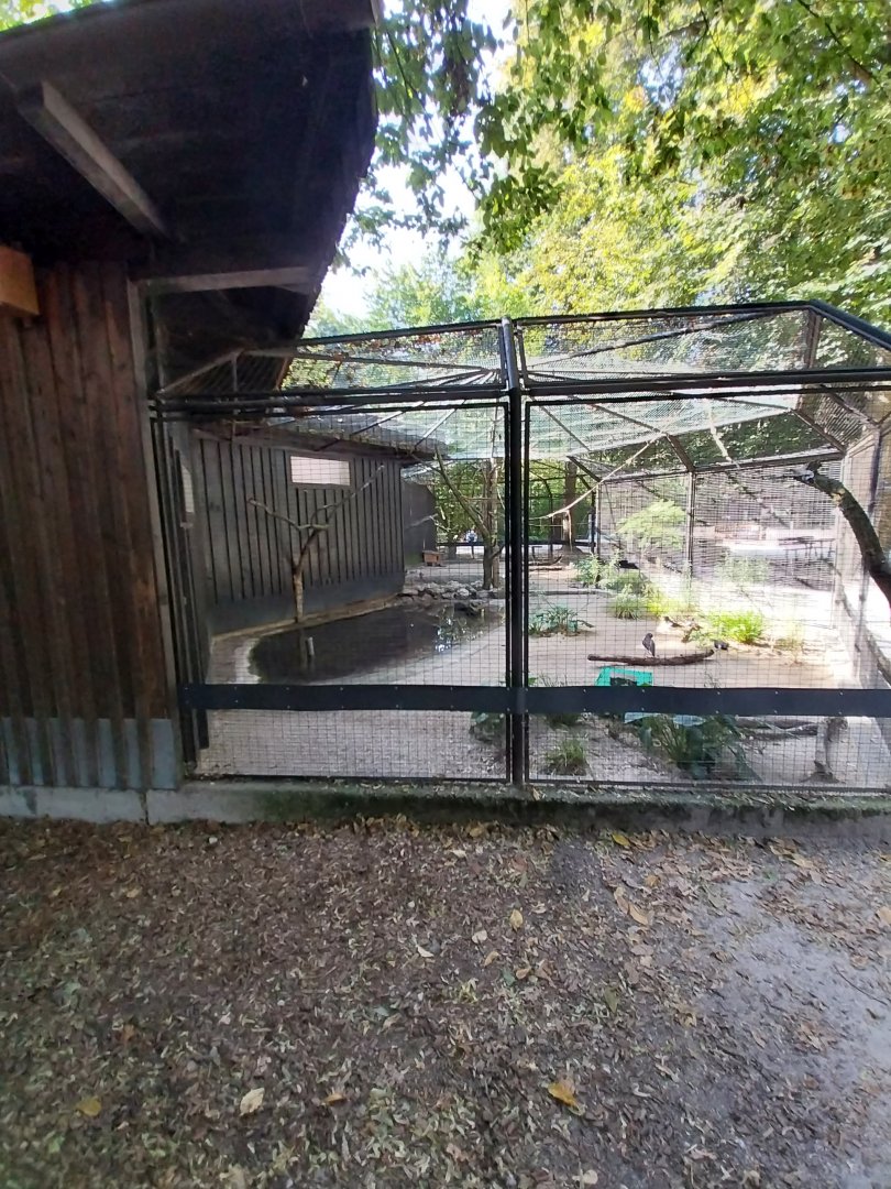 Eurasian oystercatcher aviary
