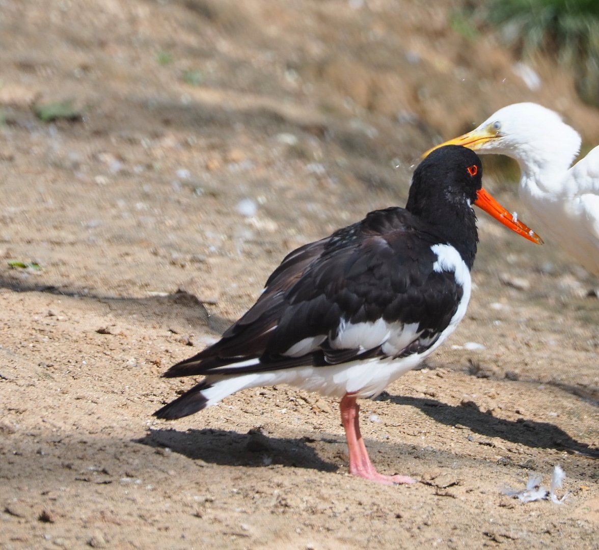 Eurasian oystercatcher (Haematopus ostralegus), 2021-09-02
