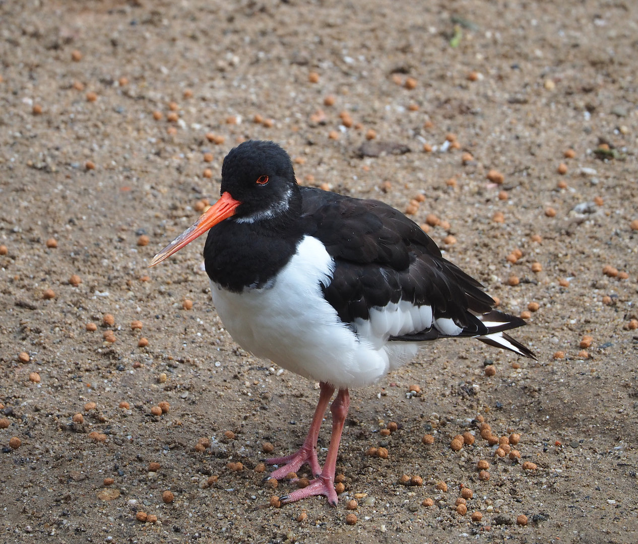 Eurasian Oystercatcher (Haematopus ostralegus), 2022-09-15