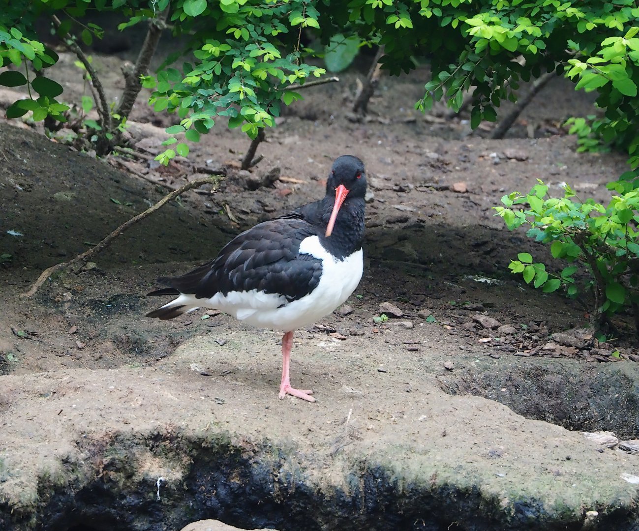 Eurasian Oystercatcher (Haematopus ostralegus), 2023-05-15