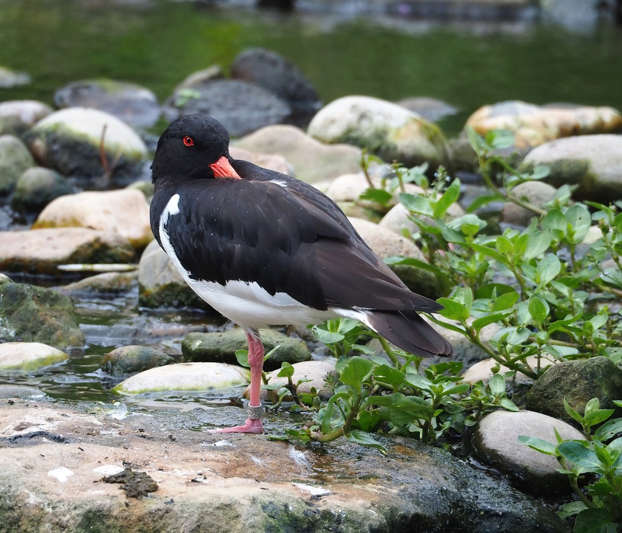 Eurasian Oystercatcher (Haematopus ostralegus), 2023-07-18