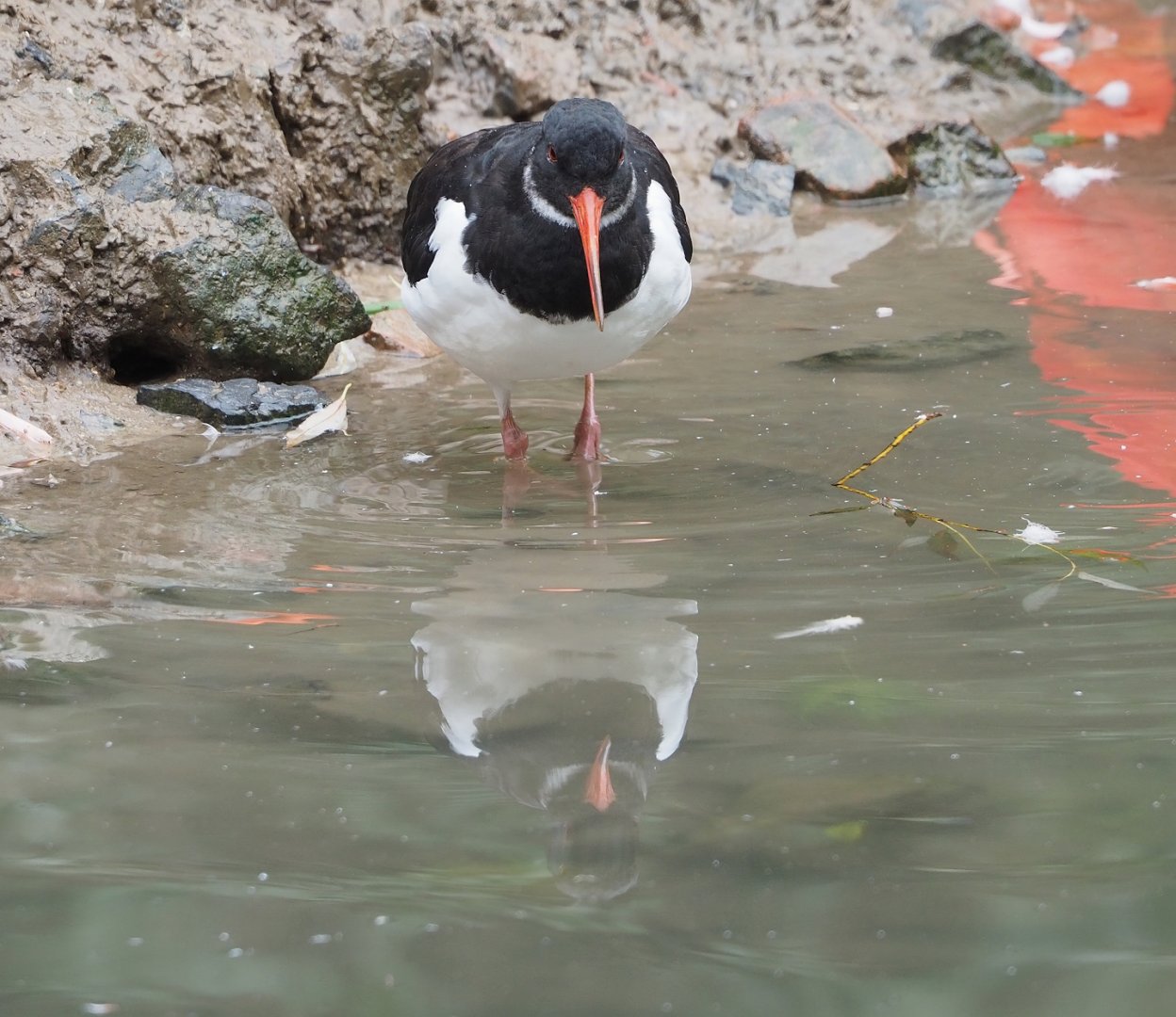 Eurasian Oystercatcher (Haematopus ostralegus), 2023-10-13