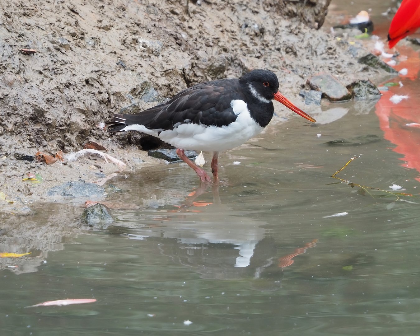 Eurasian Oystercatcher (Haematopus ostralegus), 2023-10-13