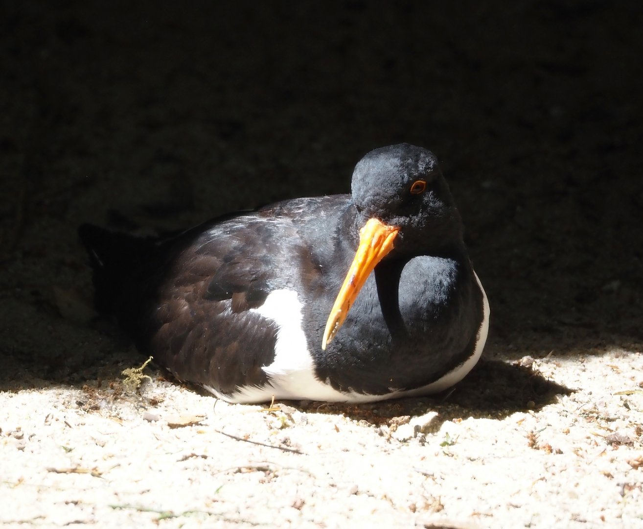 Eurasian Oystercatcher (Haematopus ostralegus), 2024-05-21