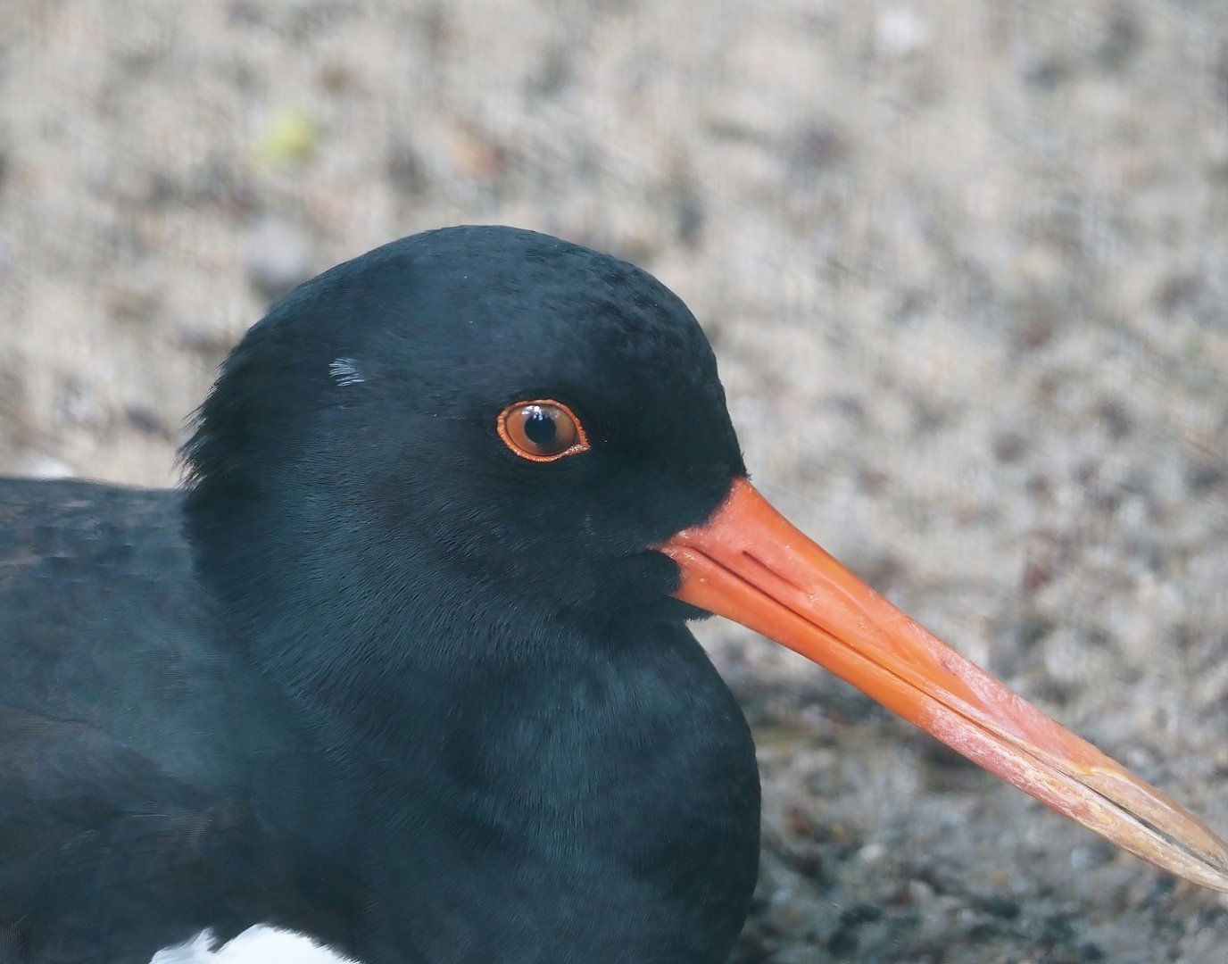 Eurasian Oystercatcher (Haematopus ostralegus), 2024-05-24
