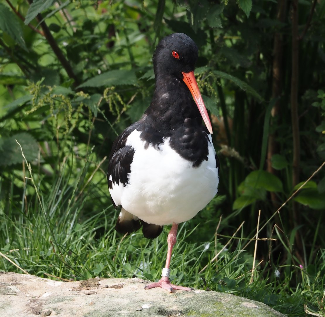 Eurasian oystercatcher (Haematopus ostralegus), 2024-08-21