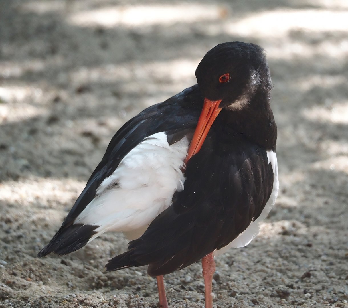 Eurasian Oystercatcher (Haematopus ostralegus), 2024-09-17