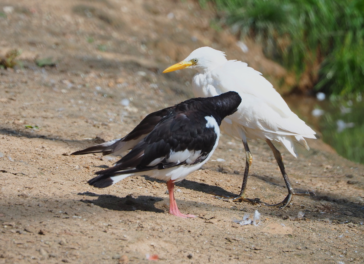 Eurasian oystercatcher (Haematopus ostralegus) and Western cattle egret (Bubulcus ibis ibis), 2021-09-02