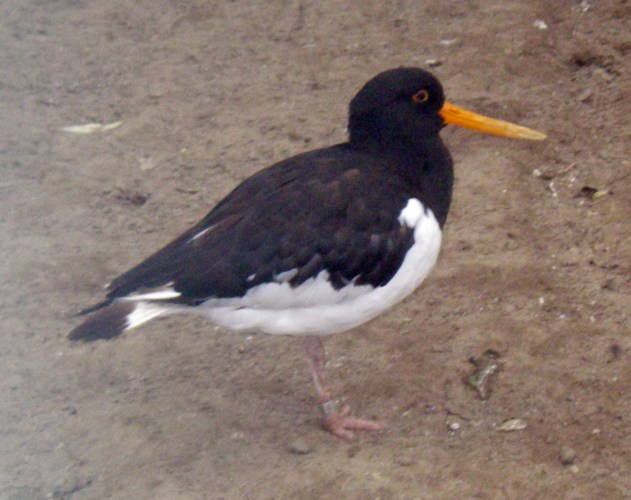 Eurasian Oystercatcher (Haematopus ostralegus)