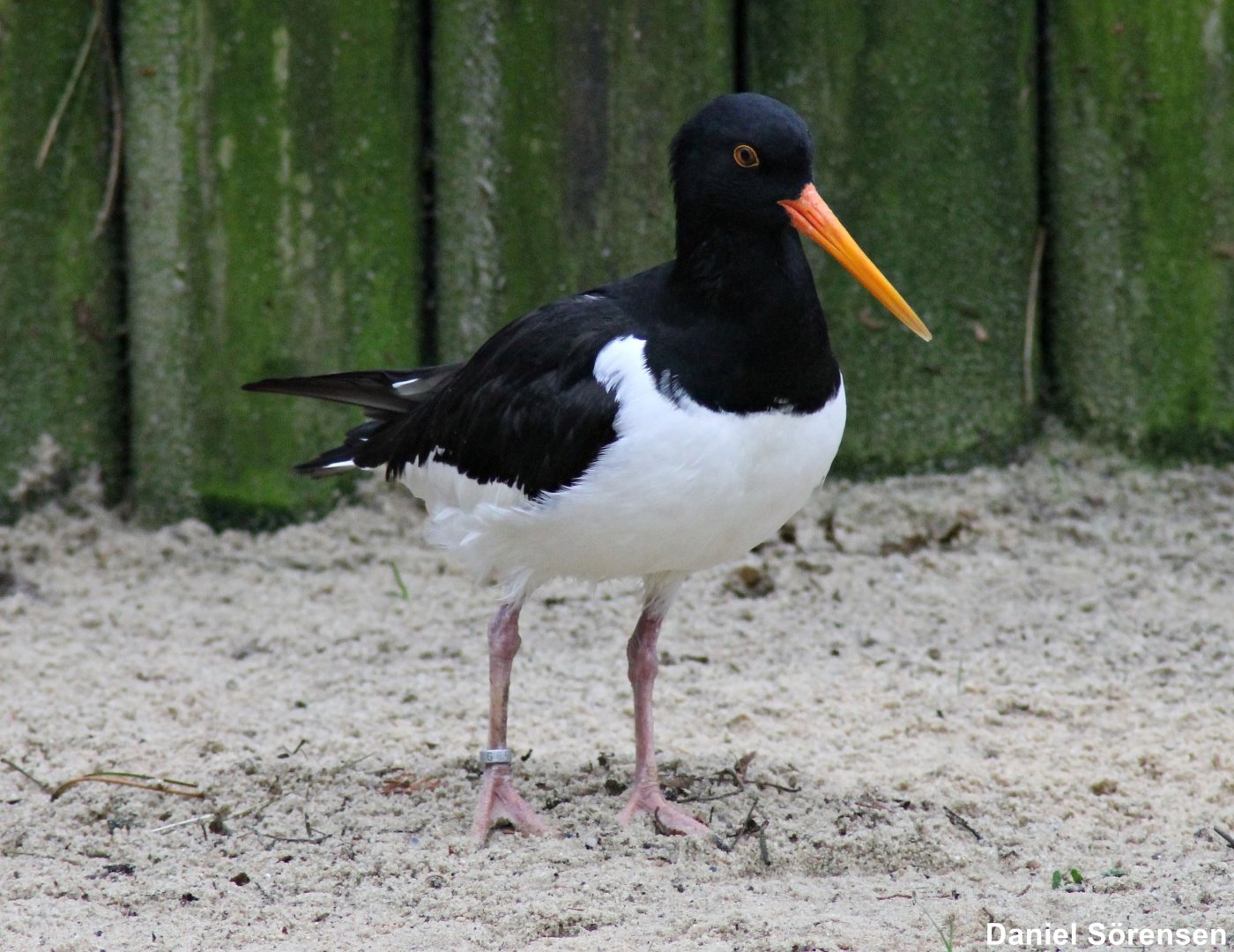 Eurasian oystercatcher (Haematopus ostralegus)