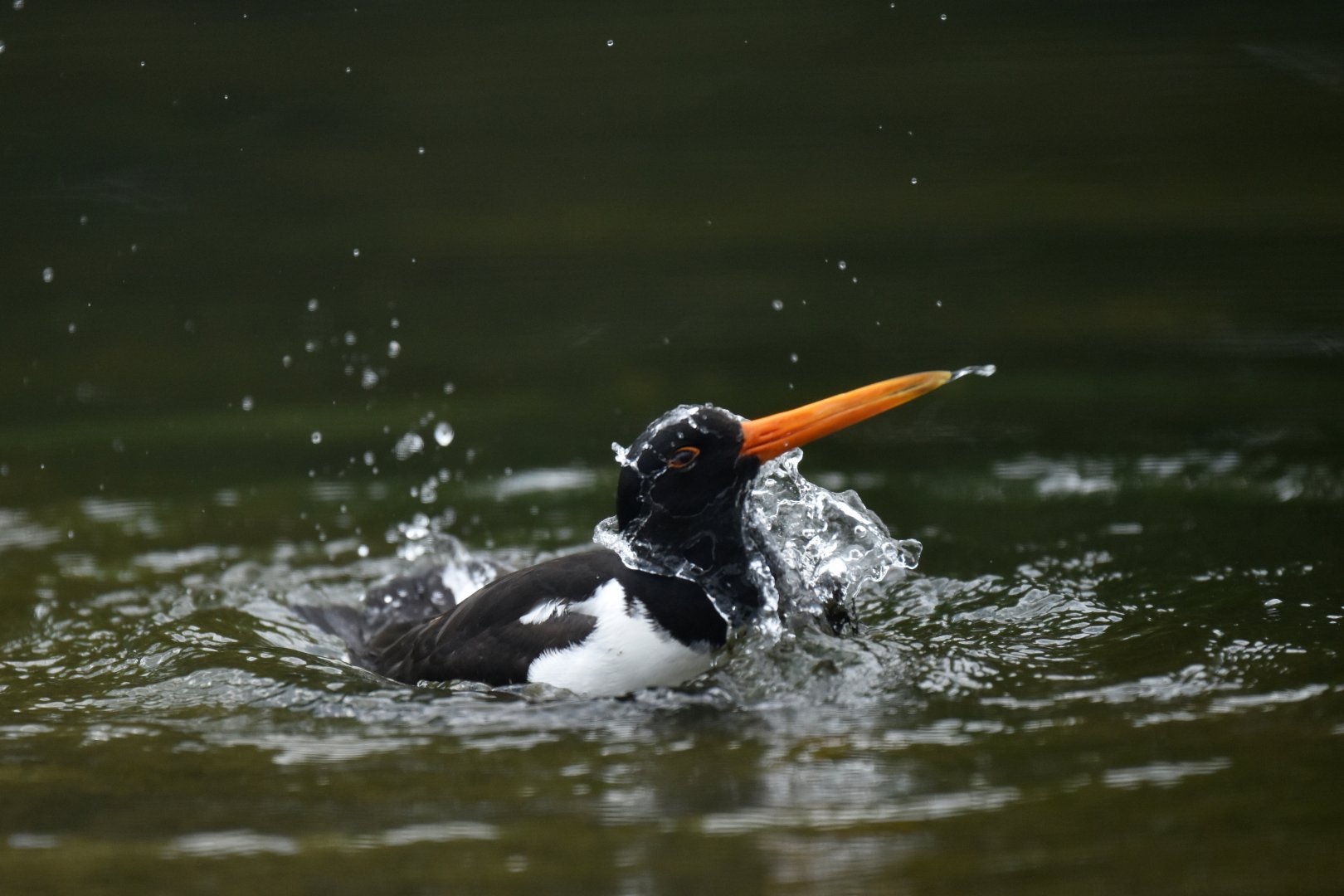 Eurasian oystercatcher (Haematopus ostralegus)